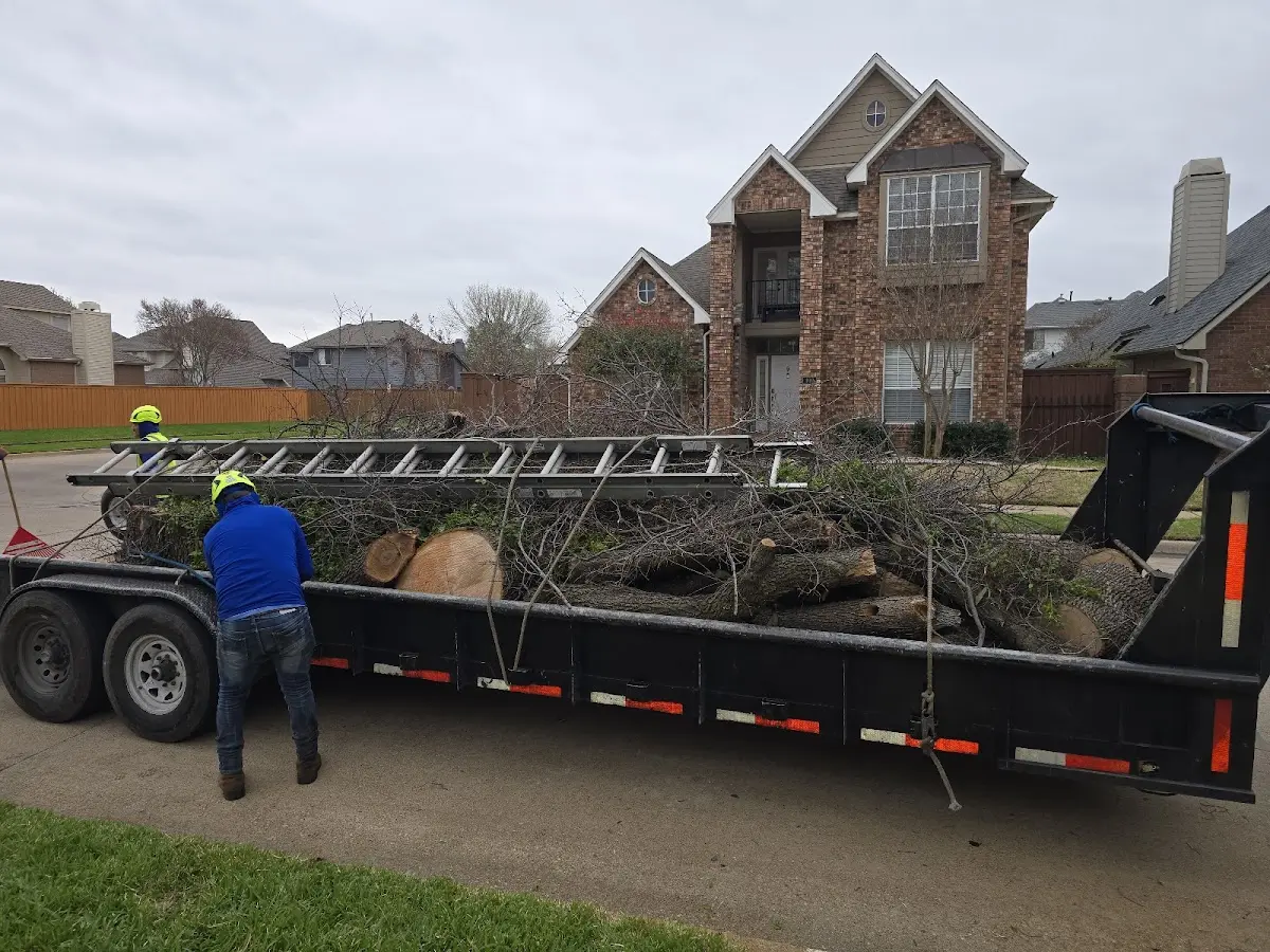 Expert Tree Removal with proper safety equipment in Mineral